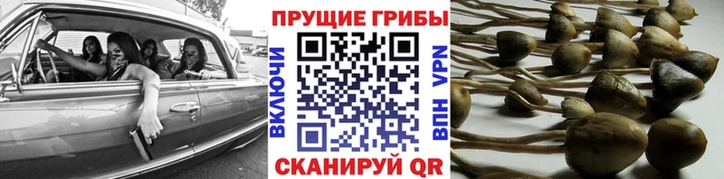 Галлюциногенные грибы GOLDEN TEACHER  закладка  Межгорье 